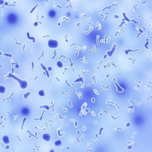 Oral Bacteria